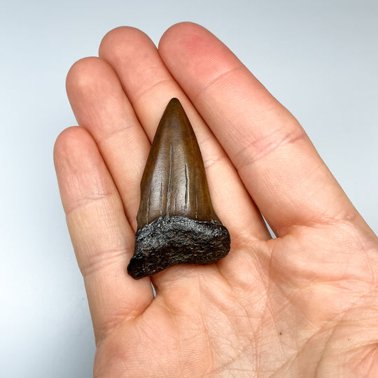 Fossilized Shark Tooth Specimen: Extinct Great White Shark