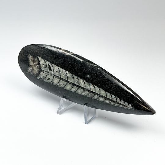 Polished Orthoceras Fossil