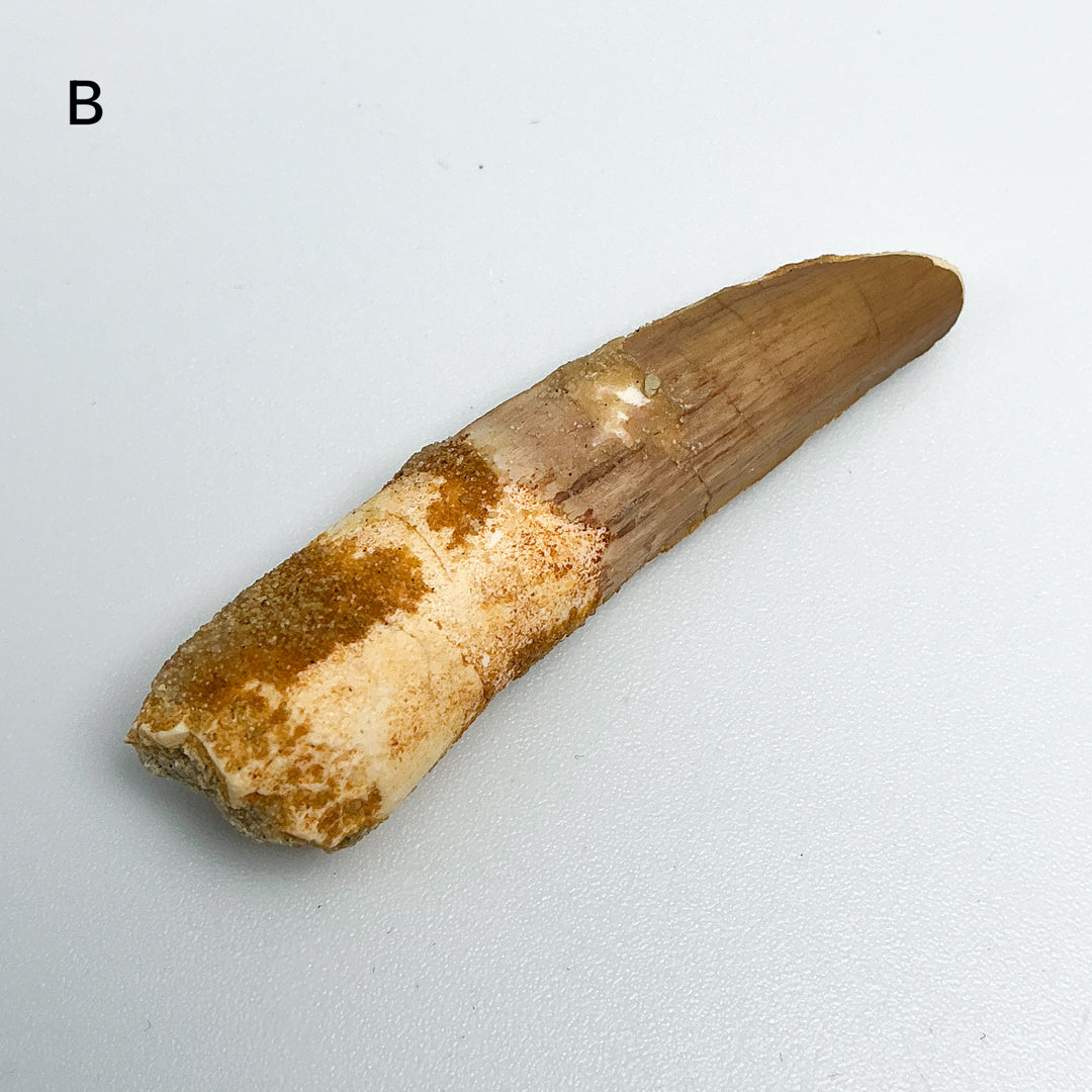 Fossilized Spinosaurus Tooth Specimen-Rocks and Gems Canada