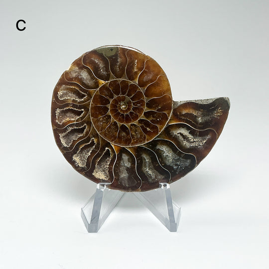 Chambered Ammonite