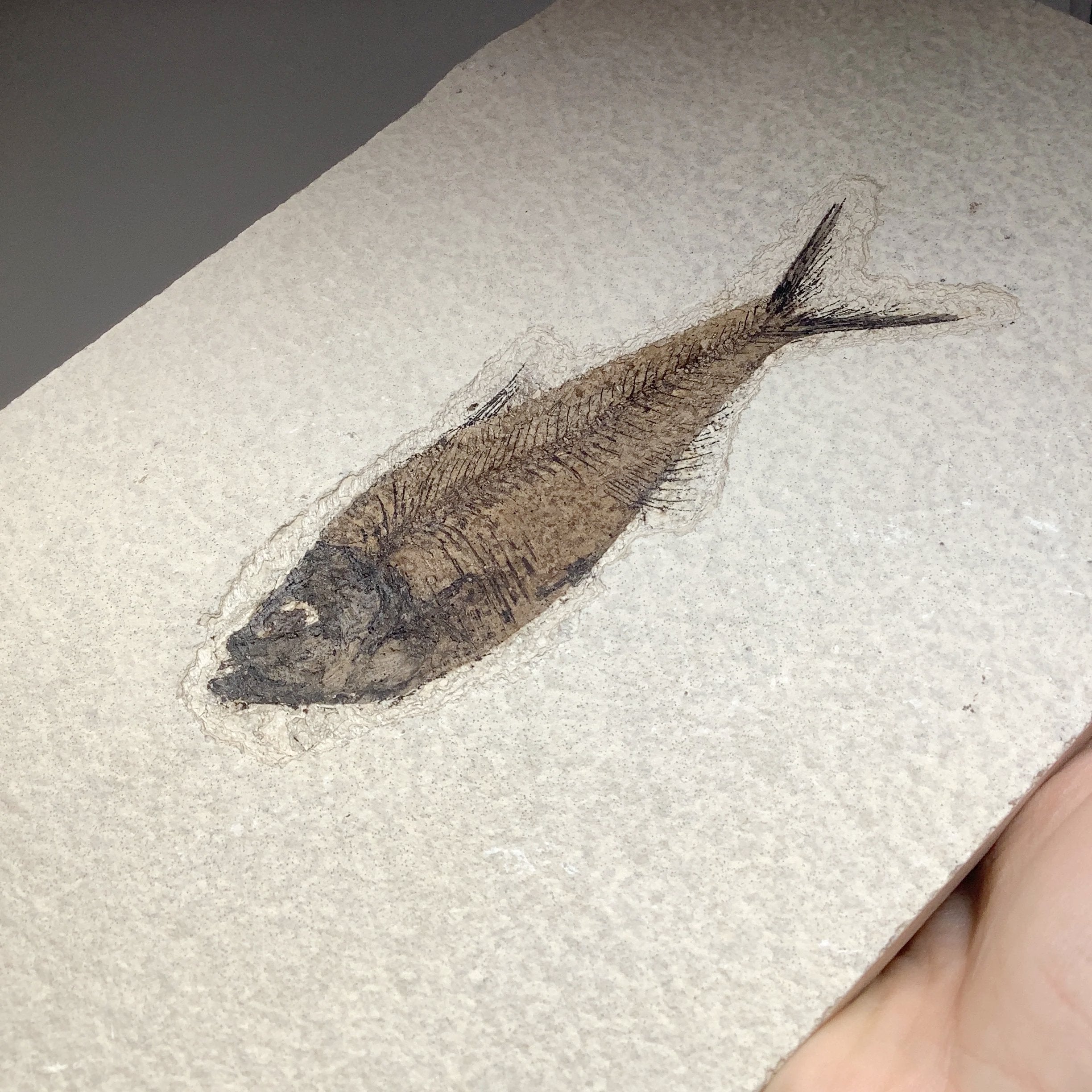 Fish Fossil - Rocks and Gems Canada