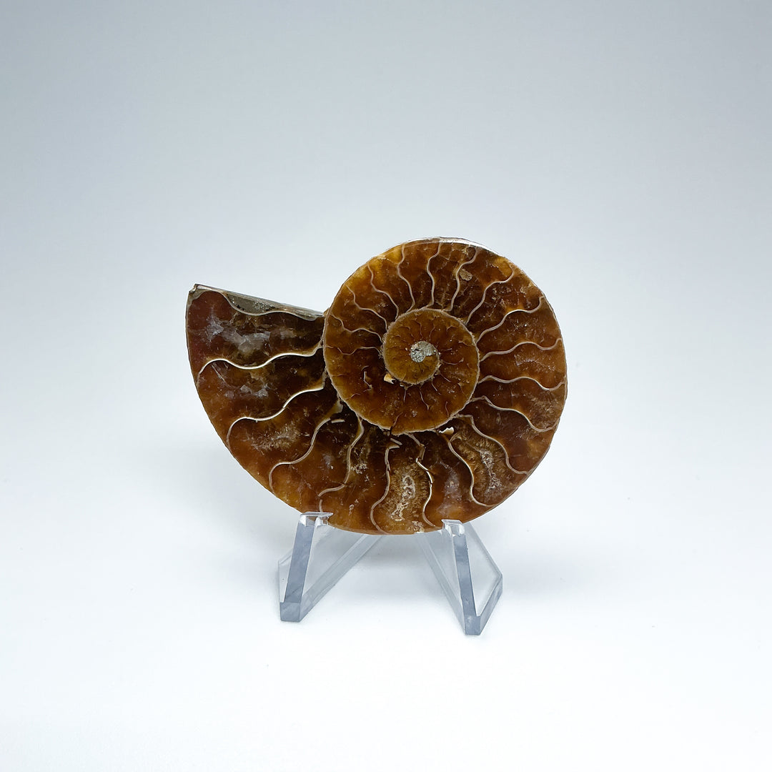 Chambered Ammonite