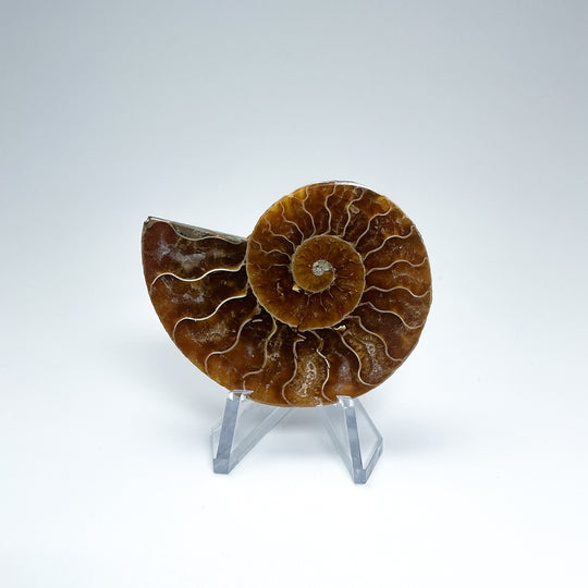 Chambered Ammonite