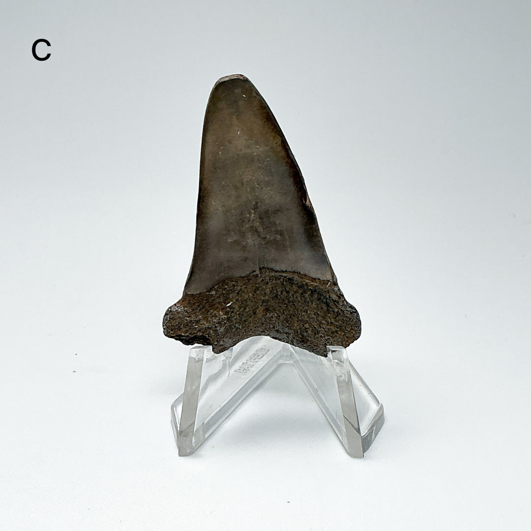 Fossilized Shark Tooth Specimen: Extinct Great White Shark