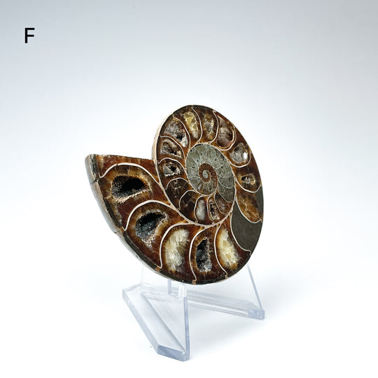 Chambered Ammonite - Rocks and Gems Canada