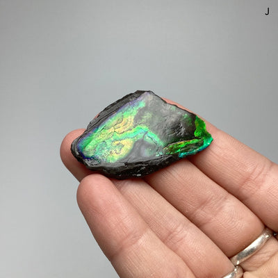 Ammolite Specimen at $69 Each