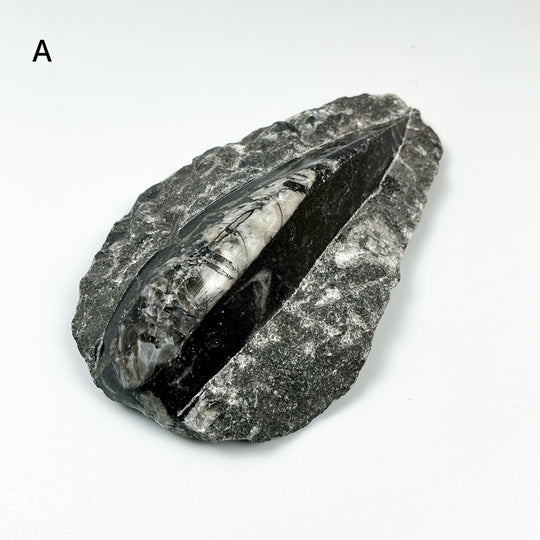 Polished Orthoceras Fossil in Matrix