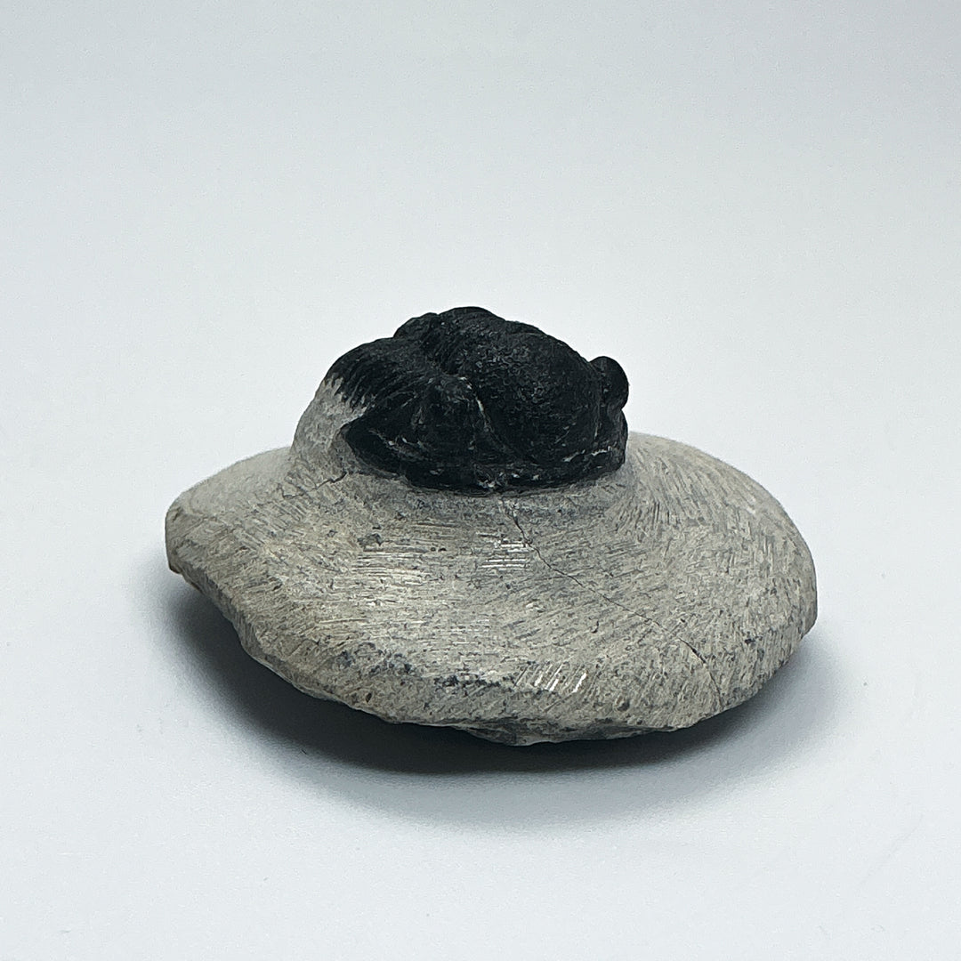 Trilobite Proetus Fossil