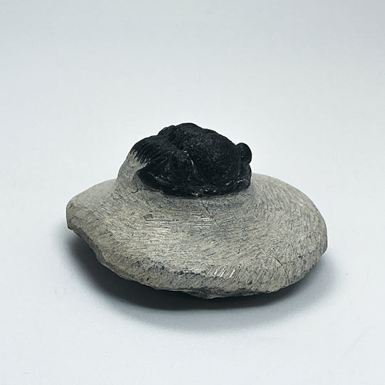 Trilobite Proetus Fossil