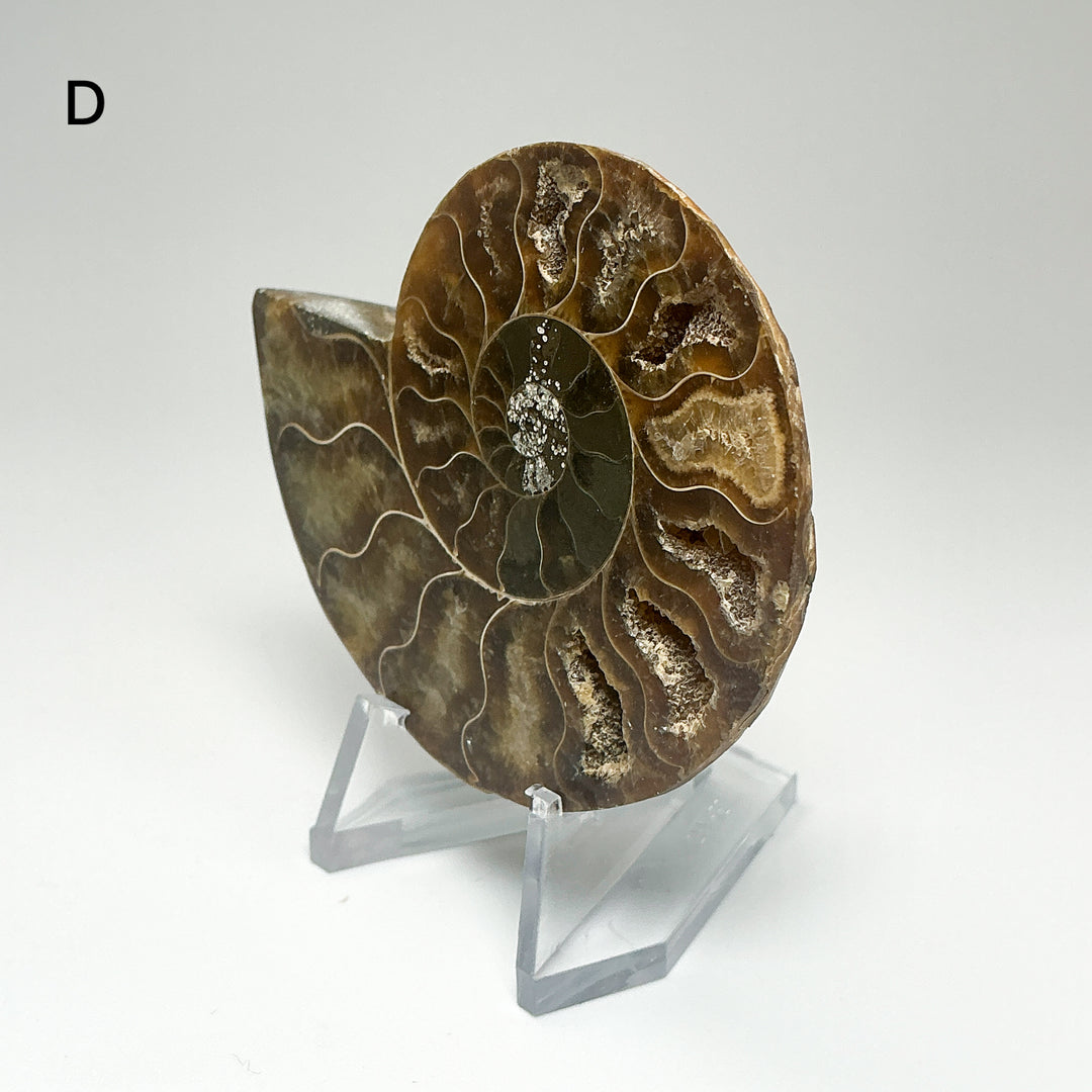 Chambered Ammonite