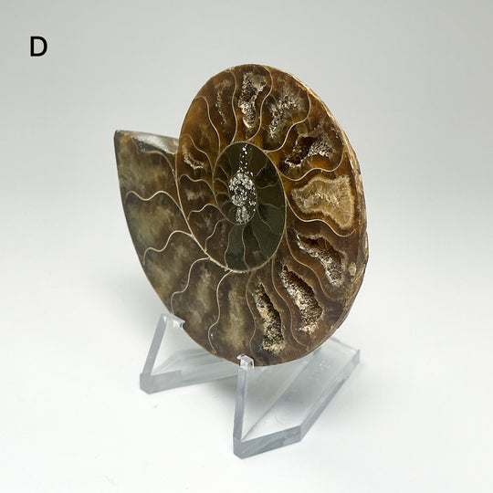 Chambered Ammonite