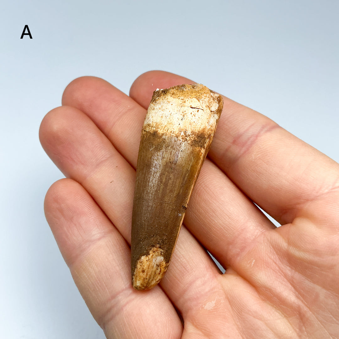 Fossilized Spinosaurus Tooth Specimen