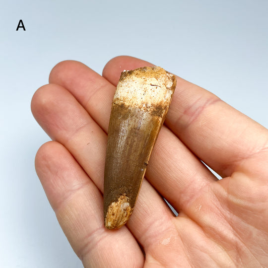 Fossilized Spinosaurus Tooth Specimen
