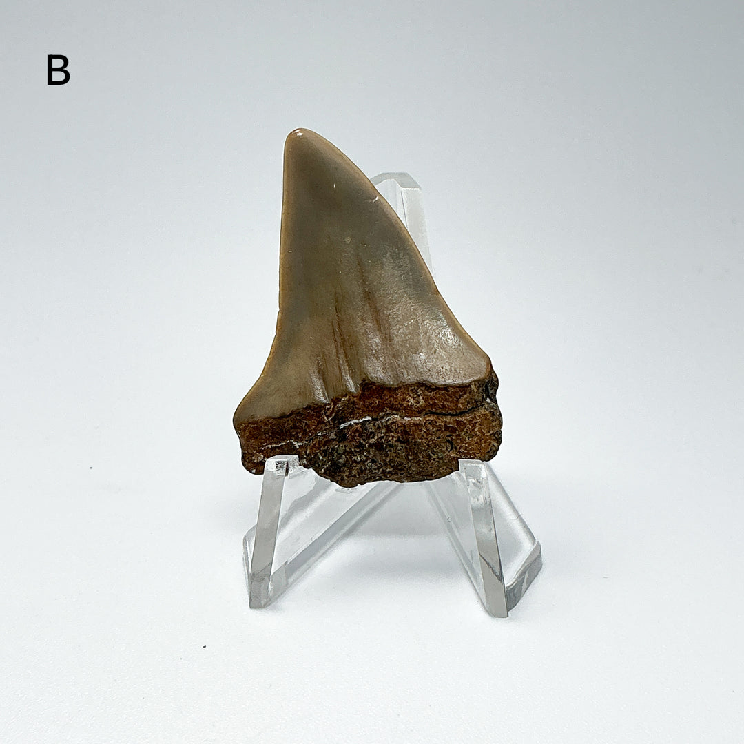 Fossilized Shark Tooth Specimen: Extinct Great White Shark