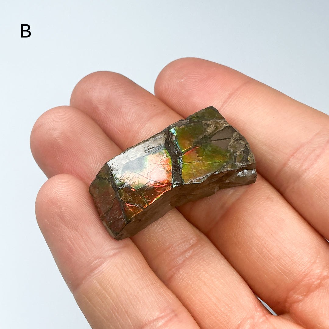 Ammolite Specimen