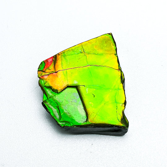 Ammolite Specimen