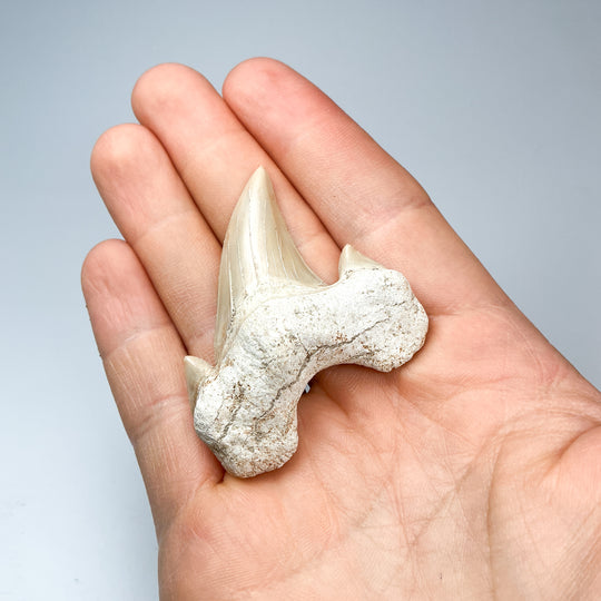 Fossilized Otodus/Lamna Shark Tooth Specimen