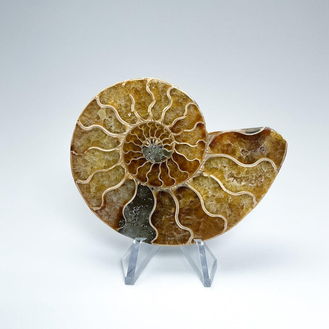 Chambered Ammonite
