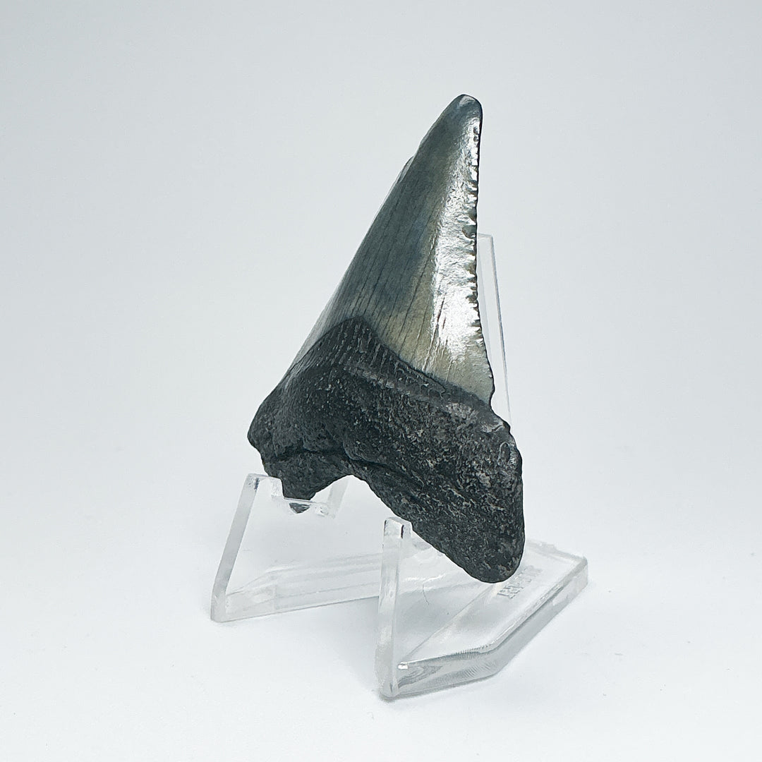 Fossilized Shark Tooth Specimen: Carcharodon Megalodon