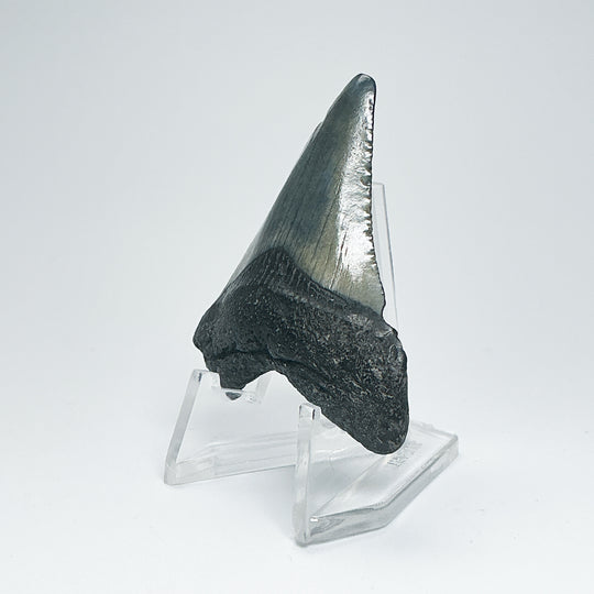Fossilized Shark Tooth Specimen: Carcharodon Megalodon