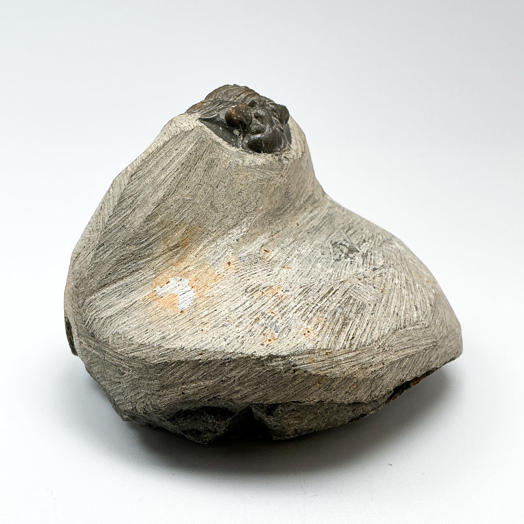 Trilobite Scutellum Fossil