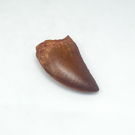 Fossilized Carcharodontosaurus Dinosaur Tooth Specimen