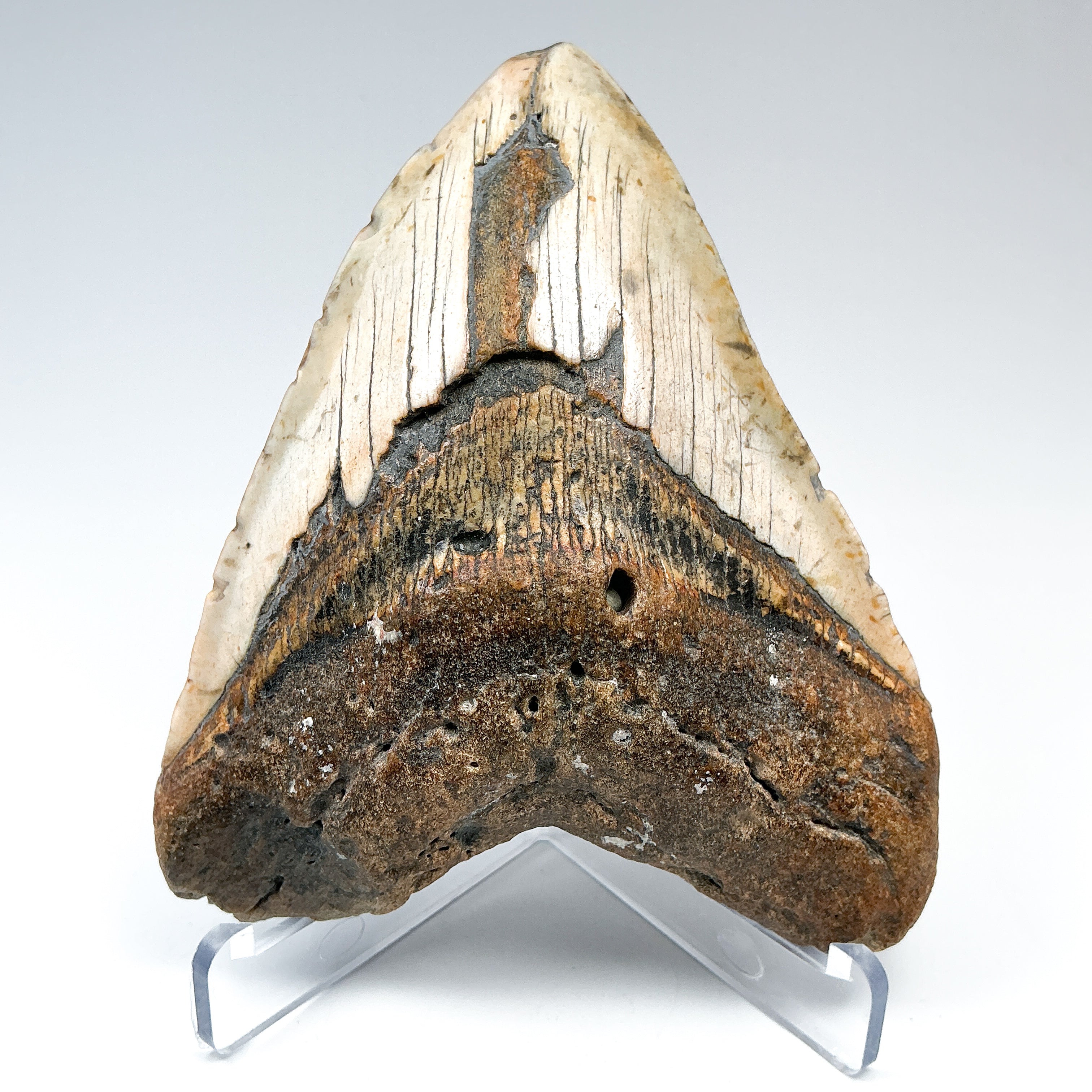 Fossilized Shark Tooth Specimen: Carcharodon Megalodon - Rocks and Gems Canada