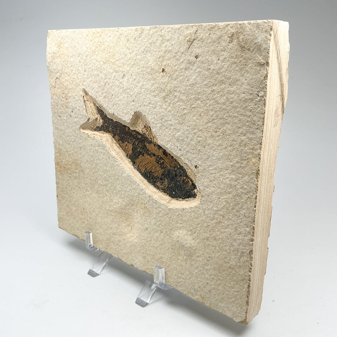 Fish Fossil