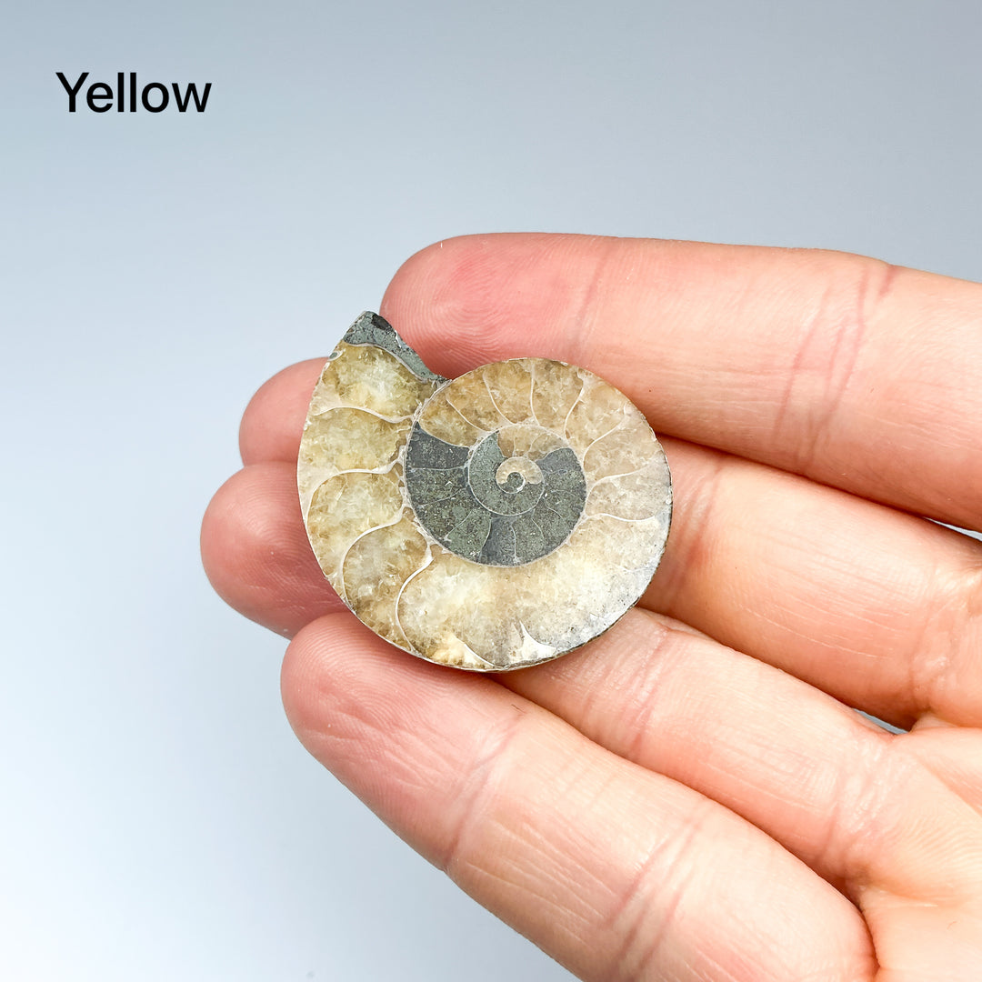 Chambered Ammonite - Rocks and Gems Canada