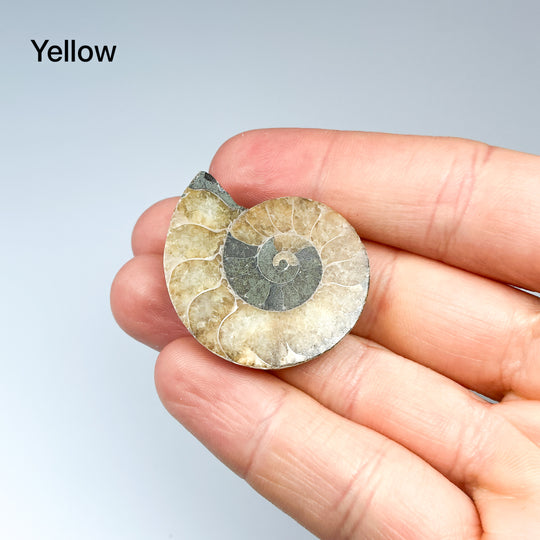 Chambered Ammonite - Rocks and Gems Canada