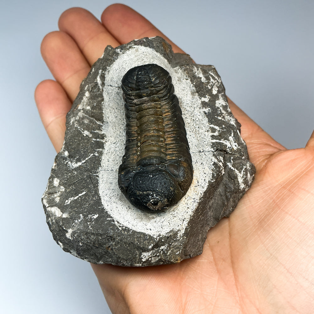 Trilobite Drotops Fossil