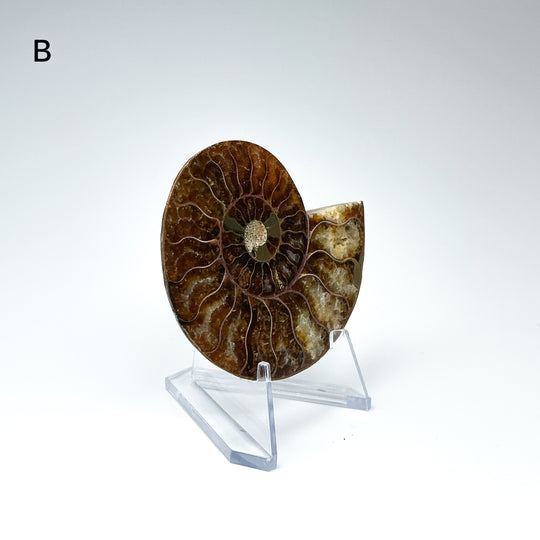 Chambered Ammonite - Rocks and Gems Canada