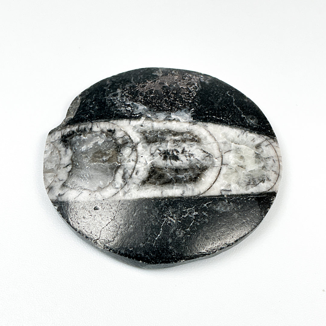 Round Polished Orthoceras Fossil