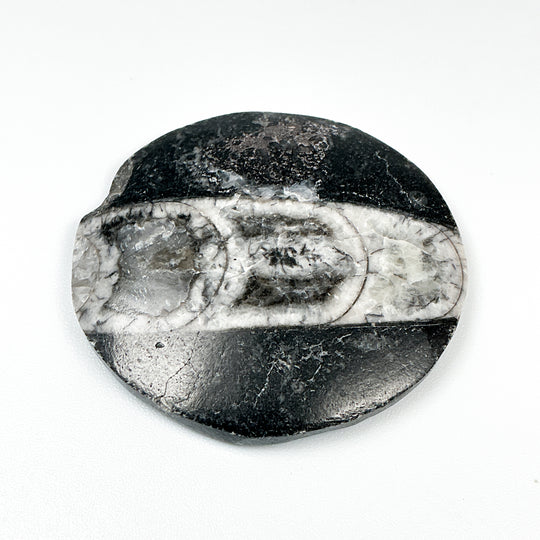 Round Polished Orthoceras Fossil