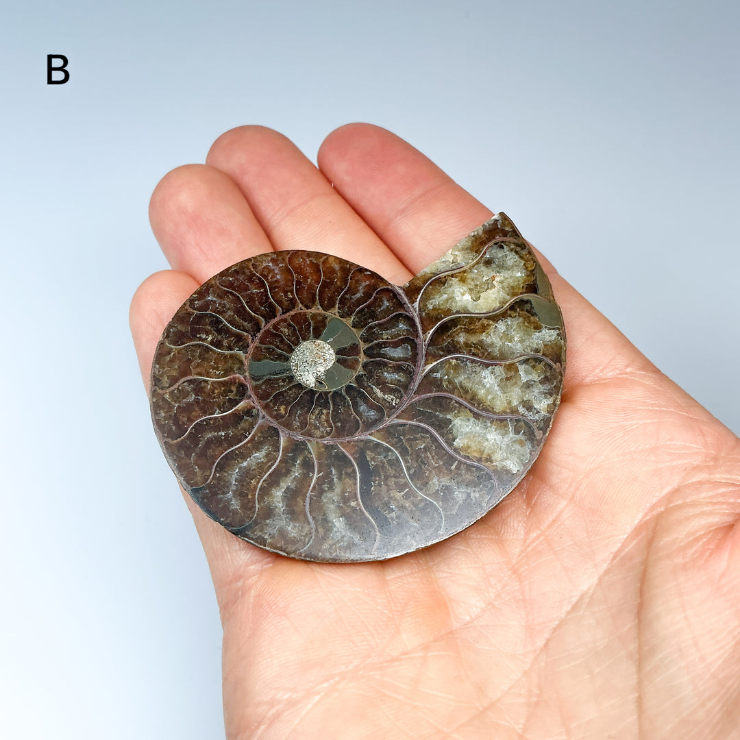 Chambered Ammonite - Rocks and Gems Canada