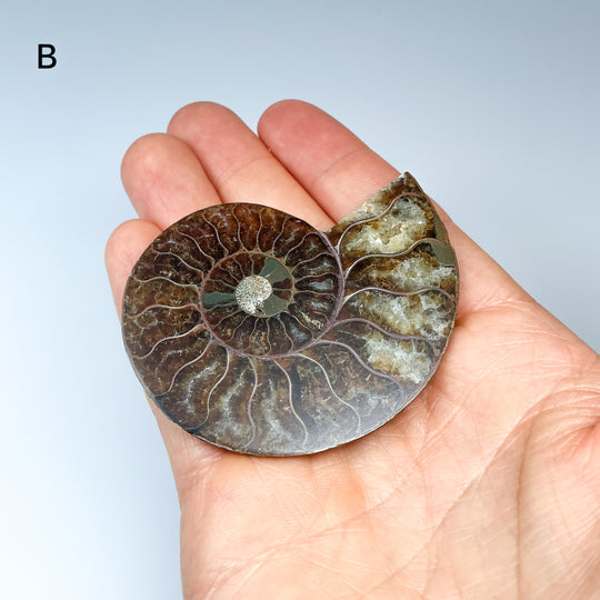 Chambered Ammonite - Rocks and Gems Canada
