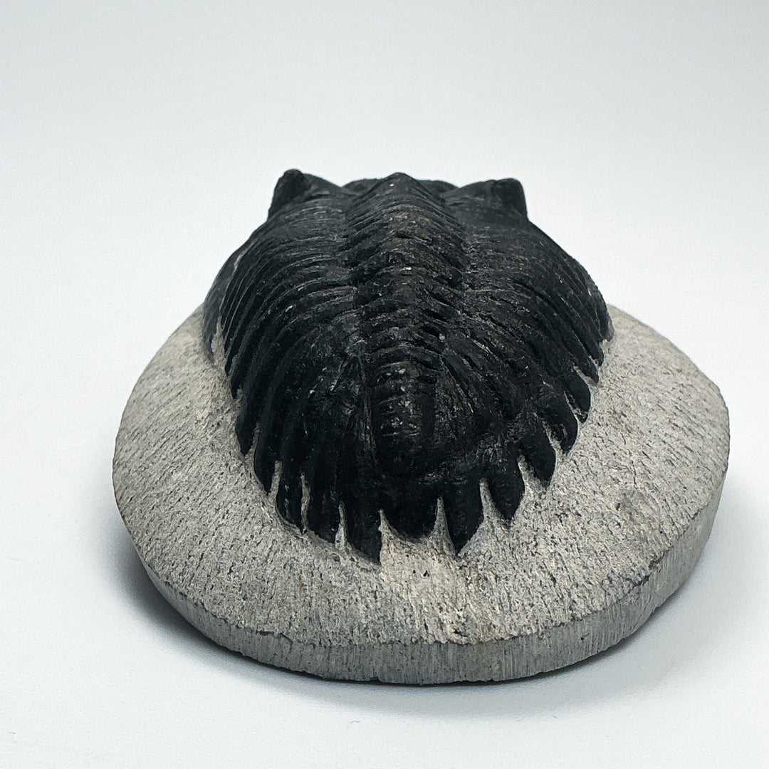 Trilobite Hollardops Fossil
