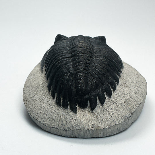 Trilobite Hollardops Fossil