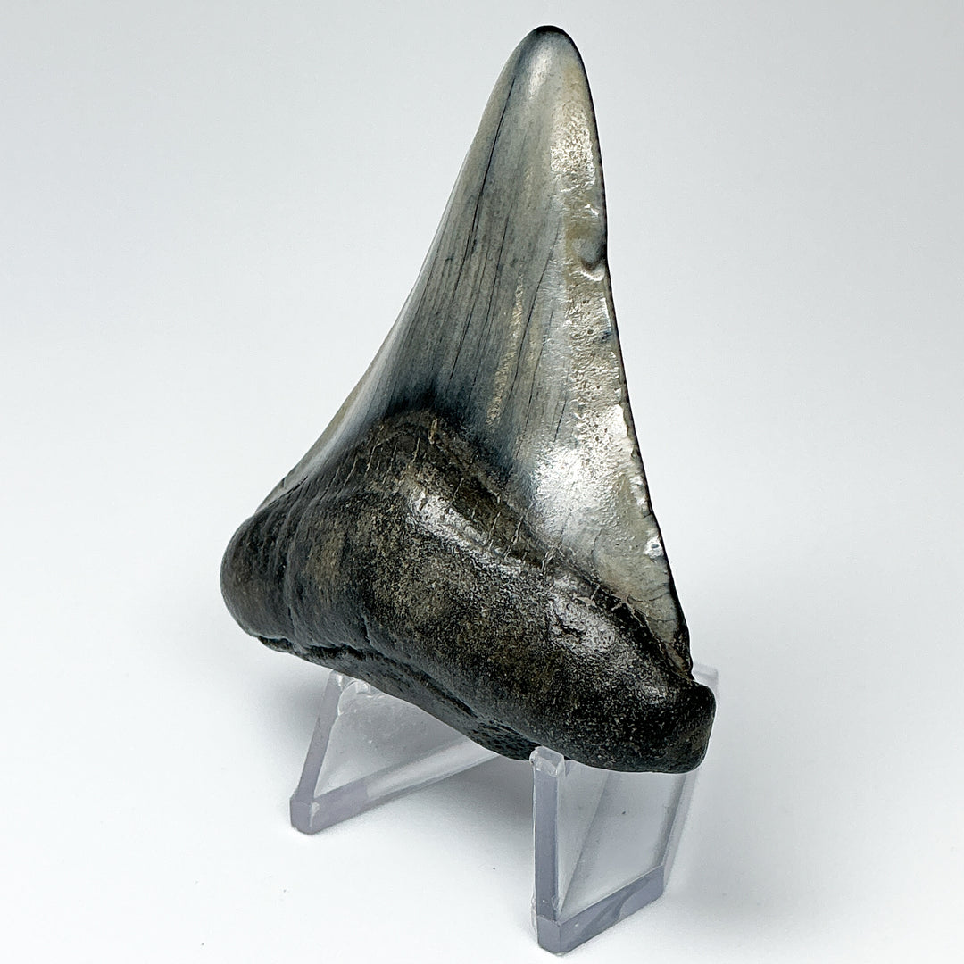 Fossilized Shark Tooth Specimen: Carcharodon Megalodon