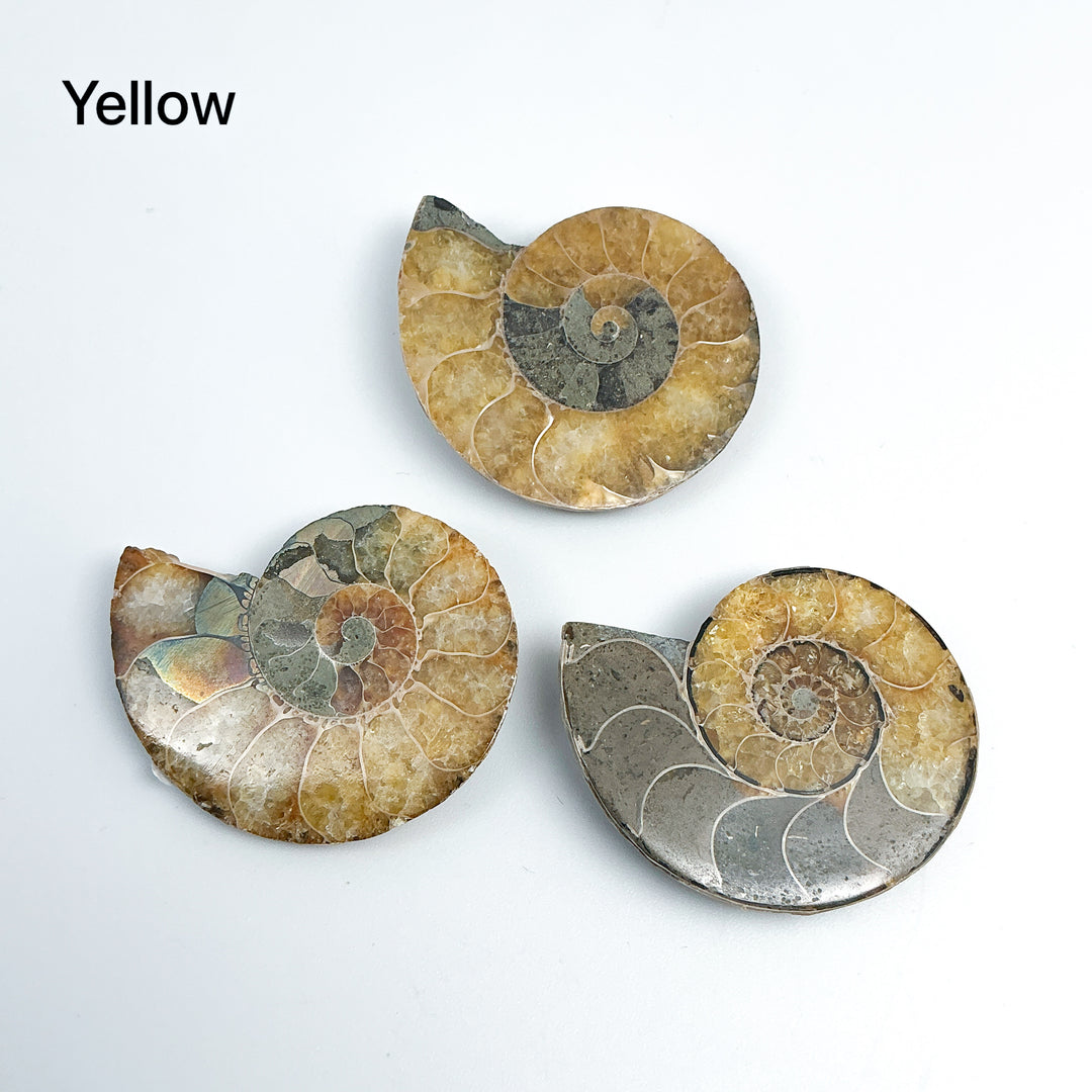 Chambered Ammonite - Rocks and Gems Canada