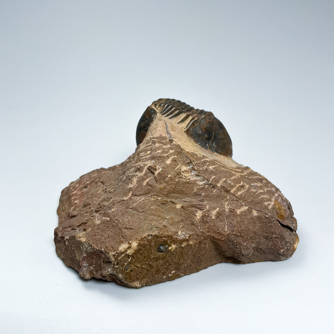 Trilobite Paralajurus Fossil