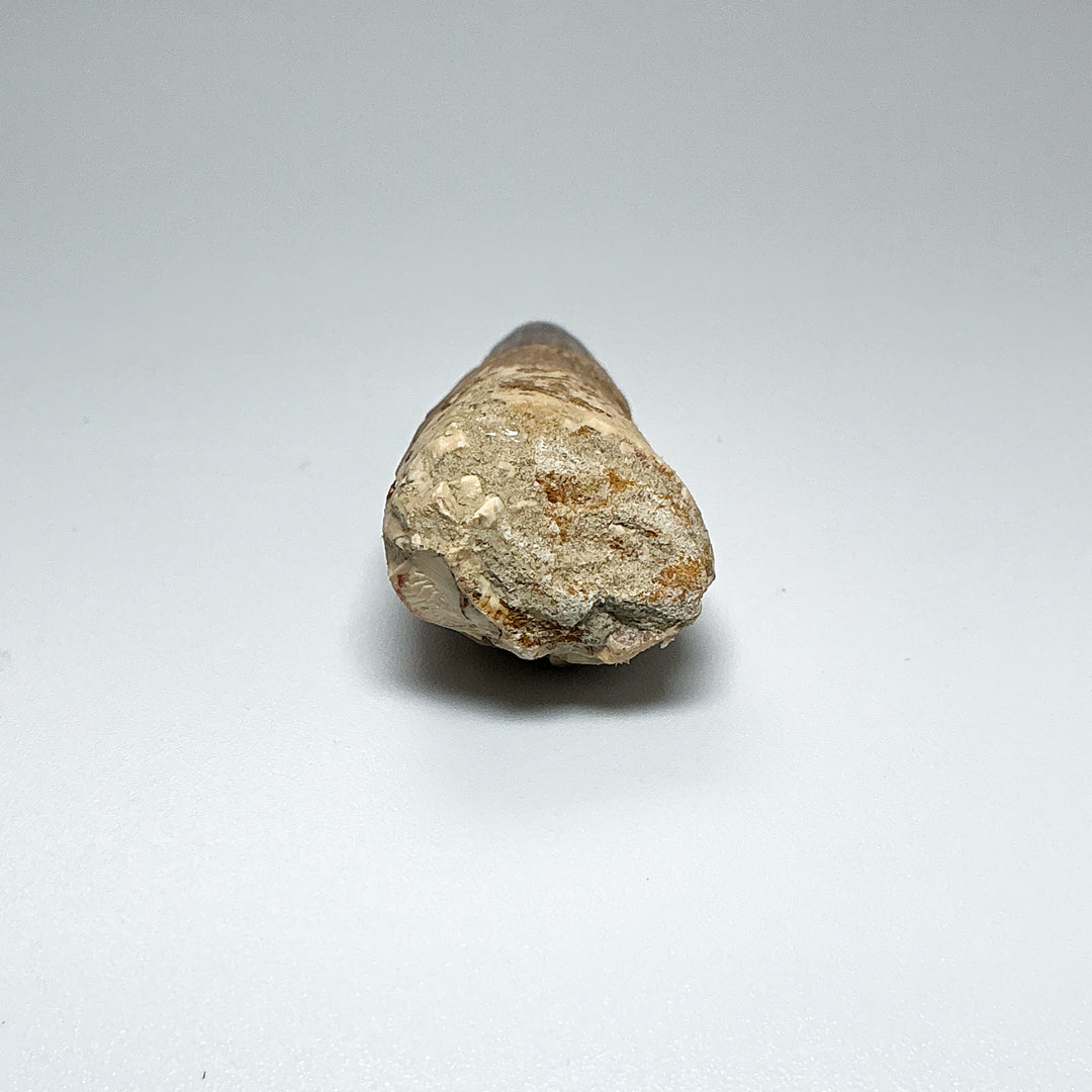 Fossilized Spinosaurus Tooth Specimen