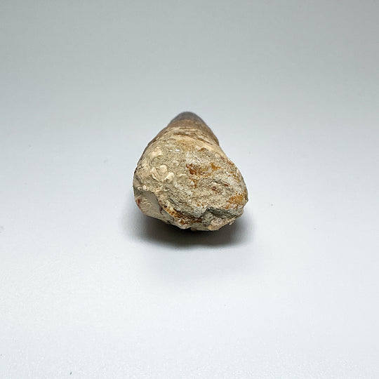 Fossilized Spinosaurus Tooth Specimen