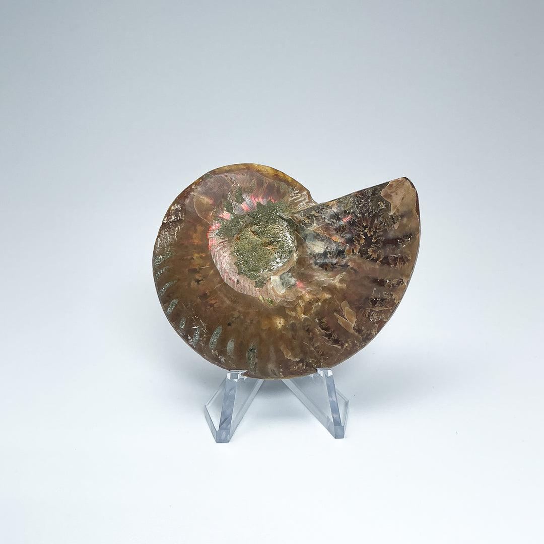 Chambered Ammonite