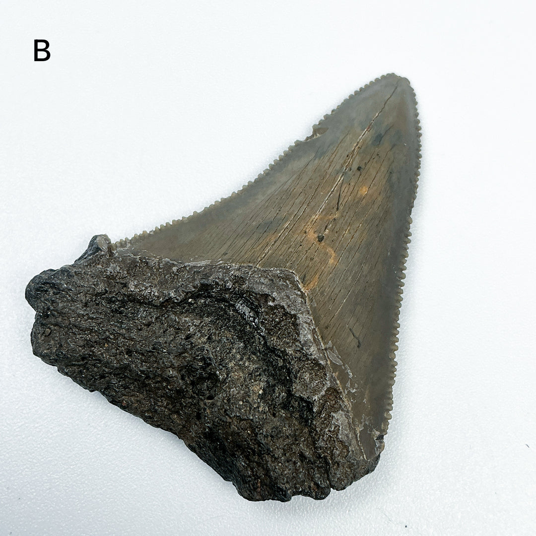 Fossilized Shark Tooth Specimen: Carcharodon Megalodon