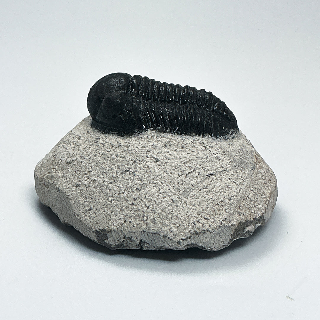 Trilobite Proetus Fossil