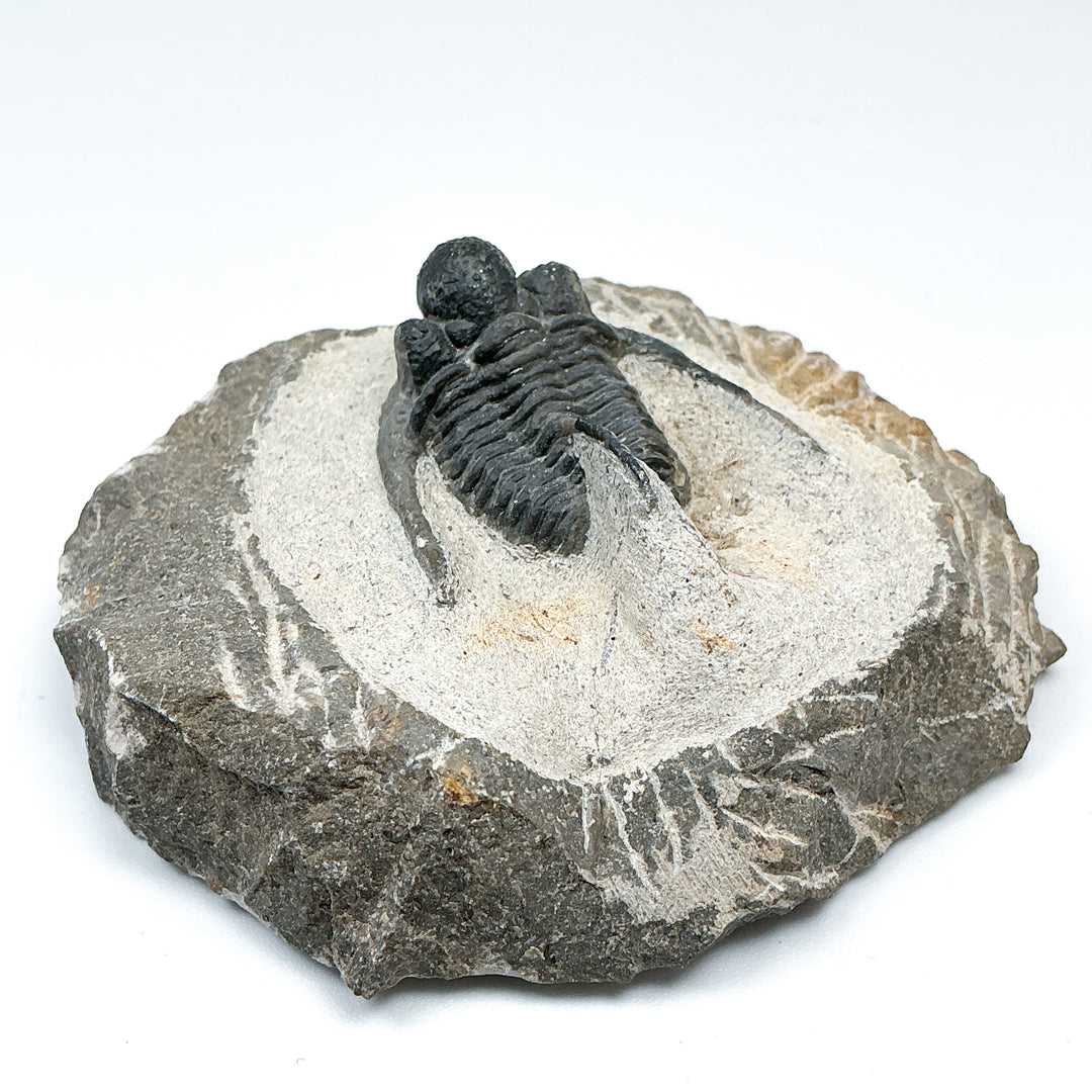 Trilobite Otarion Fossil - Rocks and Gems Canada