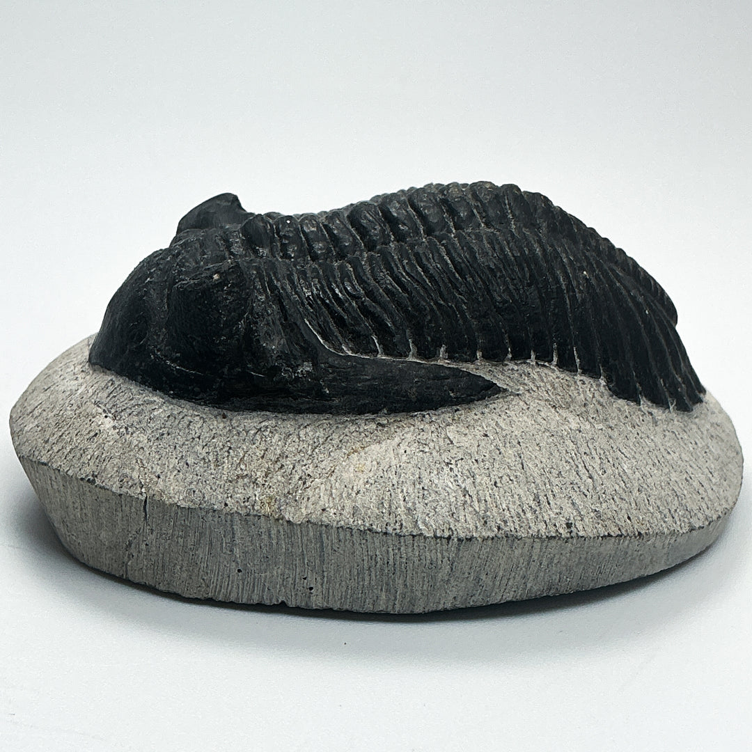 Trilobite Hollardops Fossil