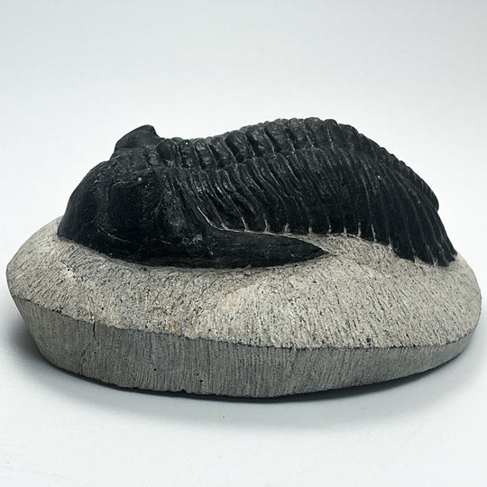 Trilobite Hollardops Fossil