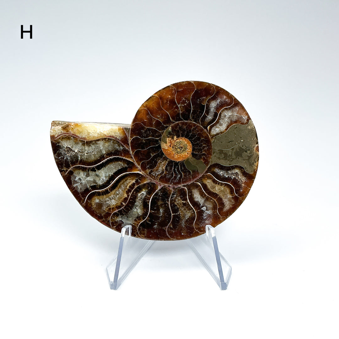 Chambered Ammonite - Rocks and Gems Canada